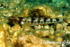 Atlantischer-Eidechsenfisch-Dubrovnik-2015-07