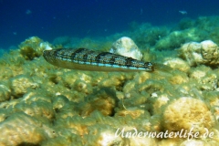 Atlantischer-Eidechsenfisch-Dubrovnik-2015-08