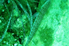 Atlantischer-Eidechsenfisch-Dubrovnik-2015-09