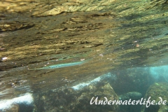 Atlantischer Hornhecht_adult-Karibik-2014-02