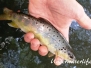 Europa Süßwasser Lachsartige-Salmonidae-salmons