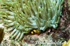 Baender-Spinnenkrabbe_adult-Karibik-2014-002