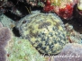Bärtiger Bärenkrebs (Parribacus antarcticus)
