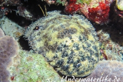 Baertiger Baerenkrebs_Parribacus antarcticus_adult-Malediven-2013-001