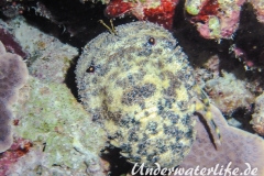 Baertiger Baerenkrebs_Parribacus antarcticus_adult-Malediven-2013-002