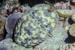 Baertiger Baerenkrebs_Parribacus antarcticus_adult-Malediven-2013-003