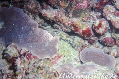 Baertiger Baerenkrebs_Parribacus antarcticus_adult-Malediven-2013-004