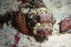 Baertiger-Drachenkopf_adult-Malediven-2013-02