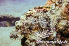 Baertiger Drachenkopf_adult-Thailand-2017-001