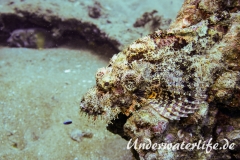 Baertiger Drachenkopf_adult-Thailand-2017-004