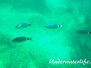  Bandbrasse (Oblada melanura)