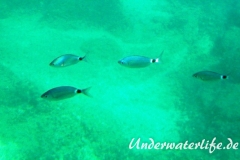 Bandbrasse_Oblada melanura_Dubrovnik-2015-01