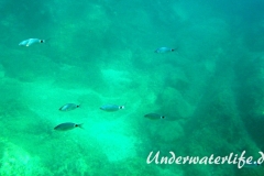 Bandbrasse_Oblada melanura_Dubrovnik-2015-02