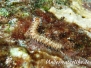 Bart-Feuerwurm (Hermodice carunculata) Karibik
