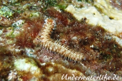 Bart-Feuerborstenwurm_adult-Karibik-2014-001