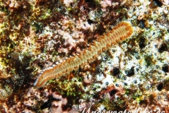 Bart-Feuerborstenwurm_adult-Karibik-2014-002