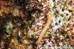 Bart-Feuerborstenwurm_adult-Karibik-2014-003