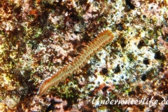 Bart-Feuerborstenwurm_adult-Karibik-2014-004