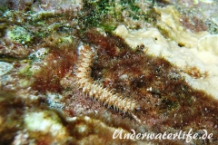 Bart-Feuerborstenwurm_adult-Karibik-2014-005