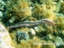 Mittelmeer Würmer-Vermes-worms