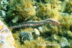 Bart-Feuerwurm-Dubrovnik-2015-001