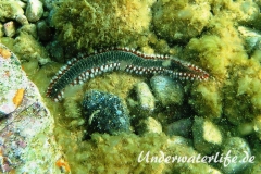 Bart-Feuerwurm-Dubrovnik-2015-002