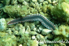Bart-Feuerwurm-Dubrovnik-2015-004