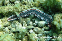 Bart-Feuerwurm-Dubrovnik-2015-005