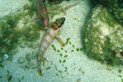 Baskenmützen-Zackenbarsch_adult-Marsa alam-2012-1