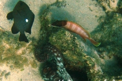 Baskenmützen-Zackenbarsch_adult-Marsa alam-2012-2