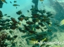 Beilbauchfisch (Pempheris molucca)