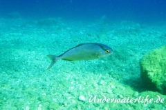 Bernsteinmarkrele_adult--Dubrovnik-2015-04