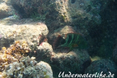 Besenschwans-Lippfisch-Marsa alam-2012-1