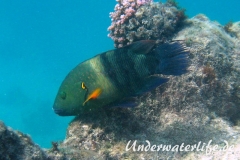 Besenschwans-Lippfisch-Marsa alam-2012-2