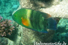 Besenschwans-Lippfisch-Marsa alam-2012-3