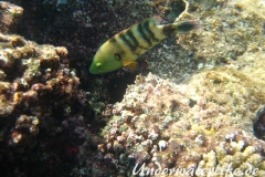 Besenschwans-Lippfisch-Marsa alam-2012-4