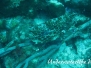 Bienenwaben-Kofferfisch (Acanthostracion polygonius)