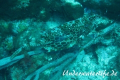 Bienenwaben-Kofferfisch_adult-Karibik-2014-01