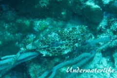 Bienenwaben-Kofferfisch_adult-Karibik-2014-02