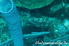 Bienenwaben-Kofferfisch_adult-Karibik-2014-03
