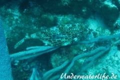 Bienenwaben-Kofferfisch_adult-Karibik-2014-04