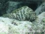  Bienenwaben-Zackenbarsch (Epinephelus merra)