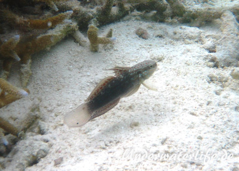 Binden-Baggergrundel_adult-Malediven-2013-02