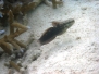 Indik Grundeln-Gobiidae-Prawn gobys