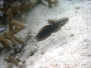 Binden-Baggergrundel (Amblygobius semicinctus)