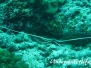  Blaue Schmucklanguste (Panulirus versicolor)