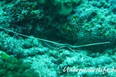 Blaue Schmucklanguste_adult-Malediven-2013-001