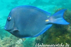 Blauer-Doktorfisch_adult-Karibik-2014-01