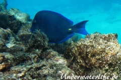 Blauer-Doktorfisch_adult-Karibik-2014-03