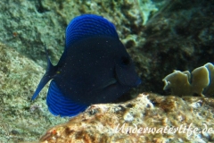 Blauer-Doktorfisch_adult-Karibik-2014-04